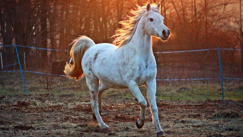 Fortalecer o cavalo crioulo exige união de criadores, como aponta Aldo Vendramin.