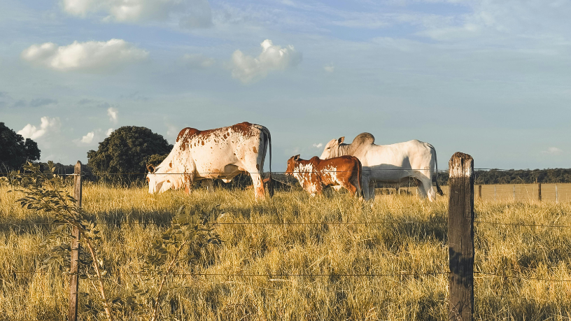 Descubra com João Eustáquio De Almeida Junior como melhorar o ganho de peso do gado de corte aliando produtividade e sustentabilidade no campo.